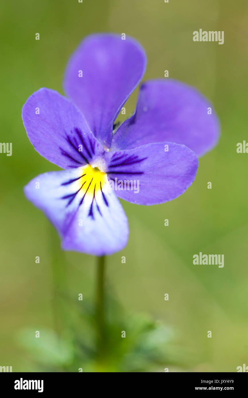 Mountain Pansy, Viola lutea, Bucegi Mountains, Romania Stock Photo