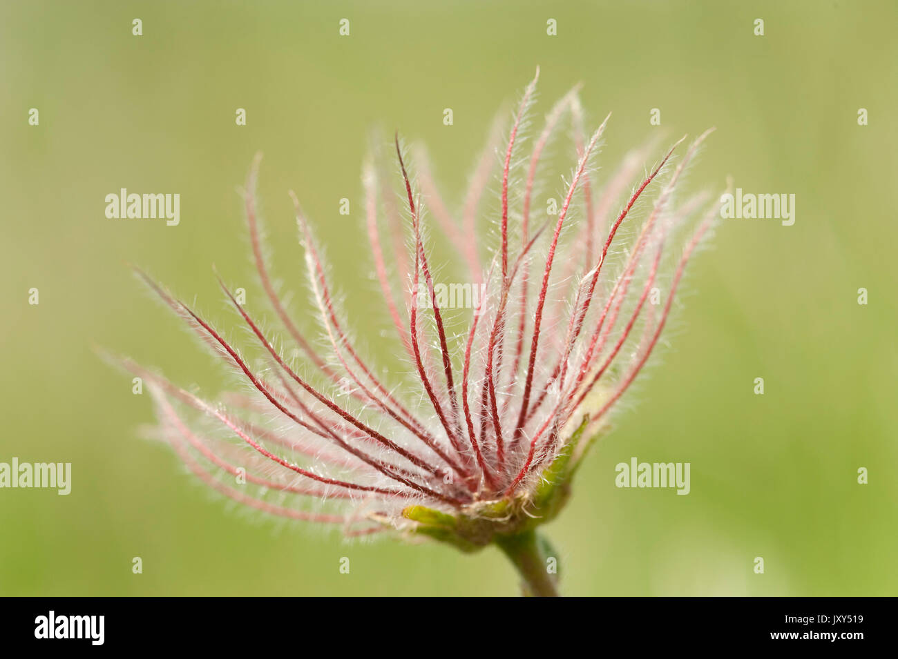 Flower Seed Head, Fagaras Mountains, Transylvanian Carpathians Alps, Romania Stock Photo