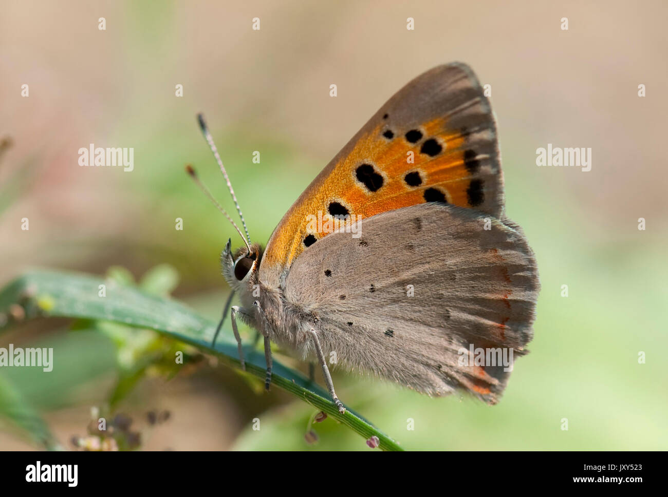 Small Copper Butterfly, Lycaena phlaeas, Poienile Narcise, Brasov, Transylvania, Romania, underside of wings, orange Stock Photo
