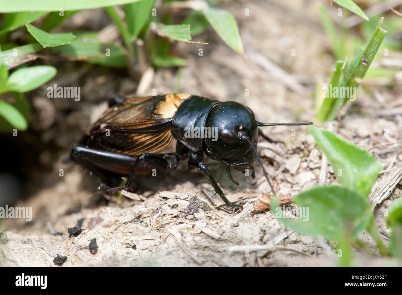 Field Cricket, Gryllus campestris, emerging from burrow in ground, Brasov-Buzau, Romania Stock Photo