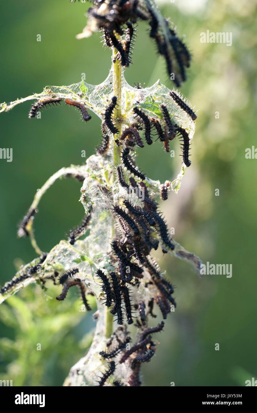 Painted Lady Butterfly Caterpillars Vanessa Cardui Babadag Forest Stock Photo Alamy