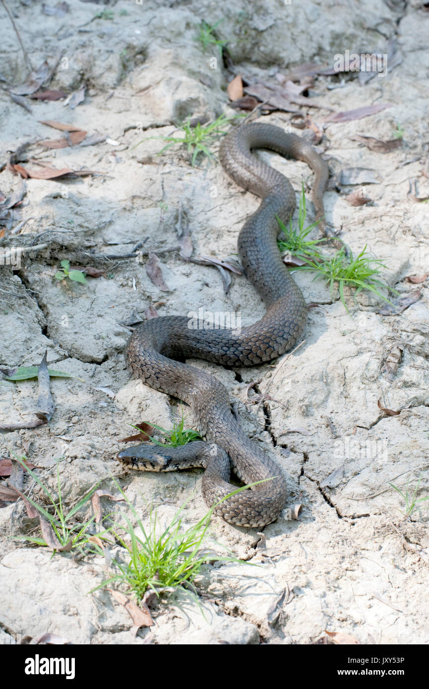 Grass Snake, Natrix natrix, Danube Delta, Romania, ringed snake or ...