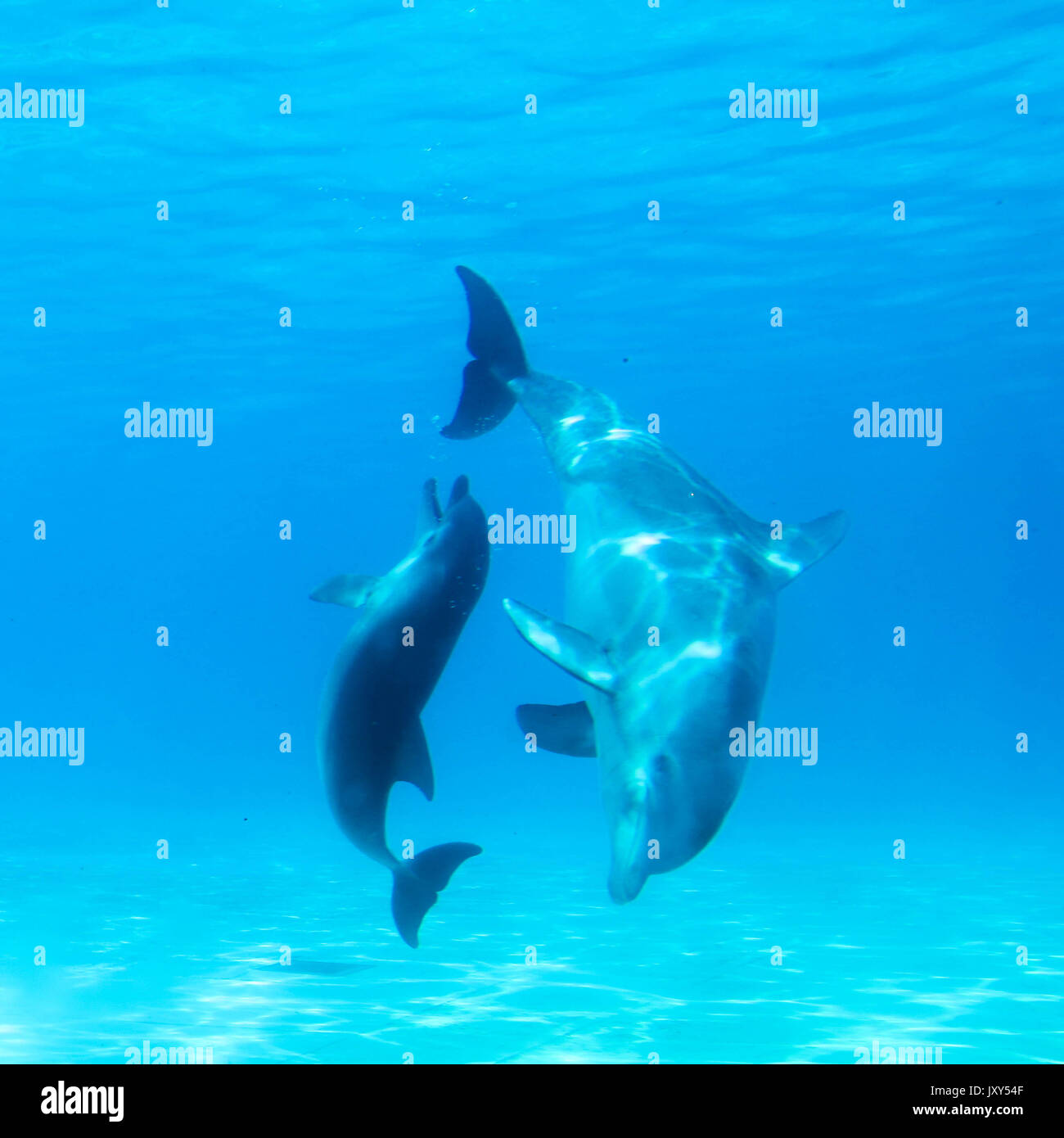 dolphins Stock Photo