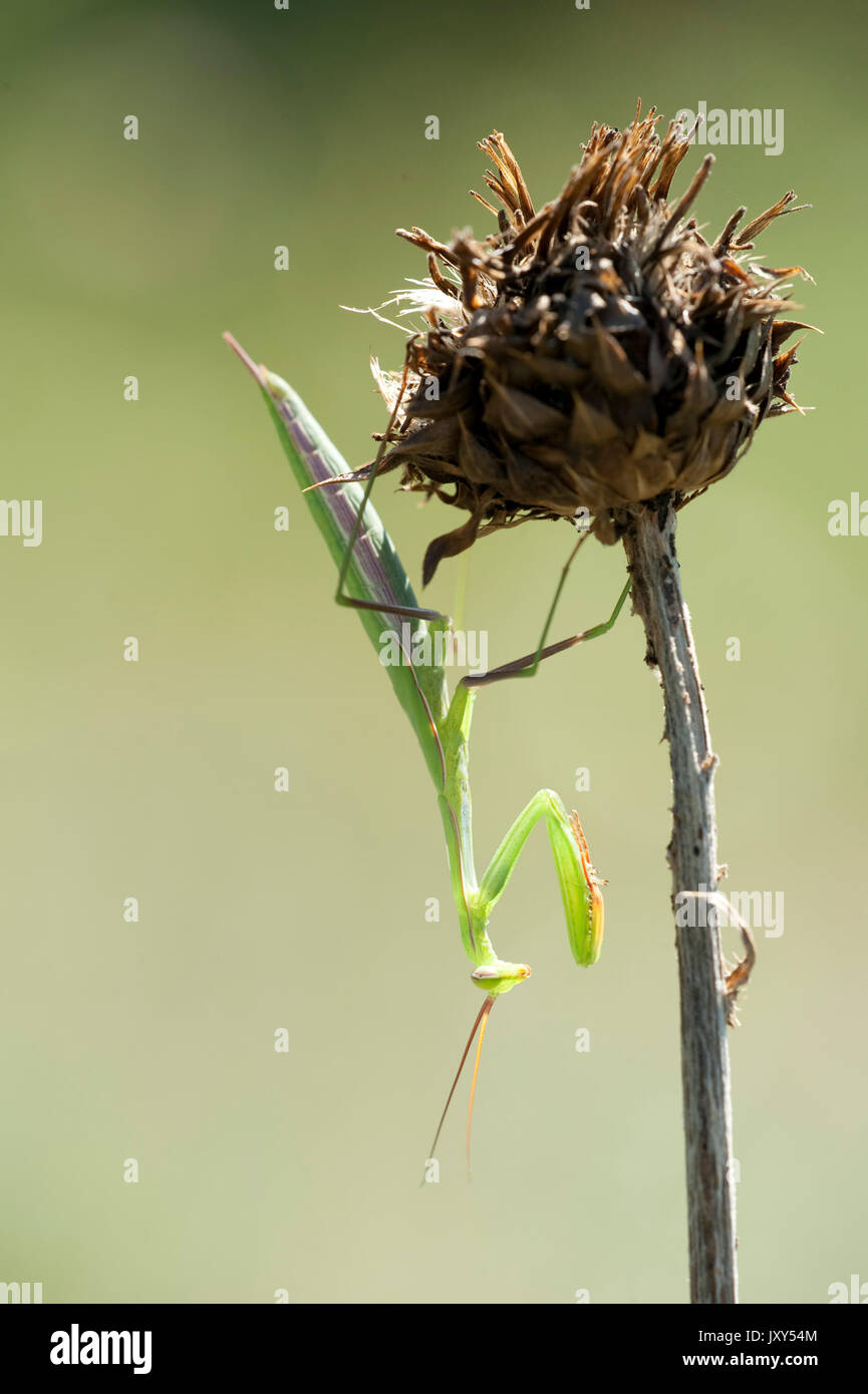 Praying Mantis, Mantis religiosa, Romania, Europe, green, on flower head Stock Photo