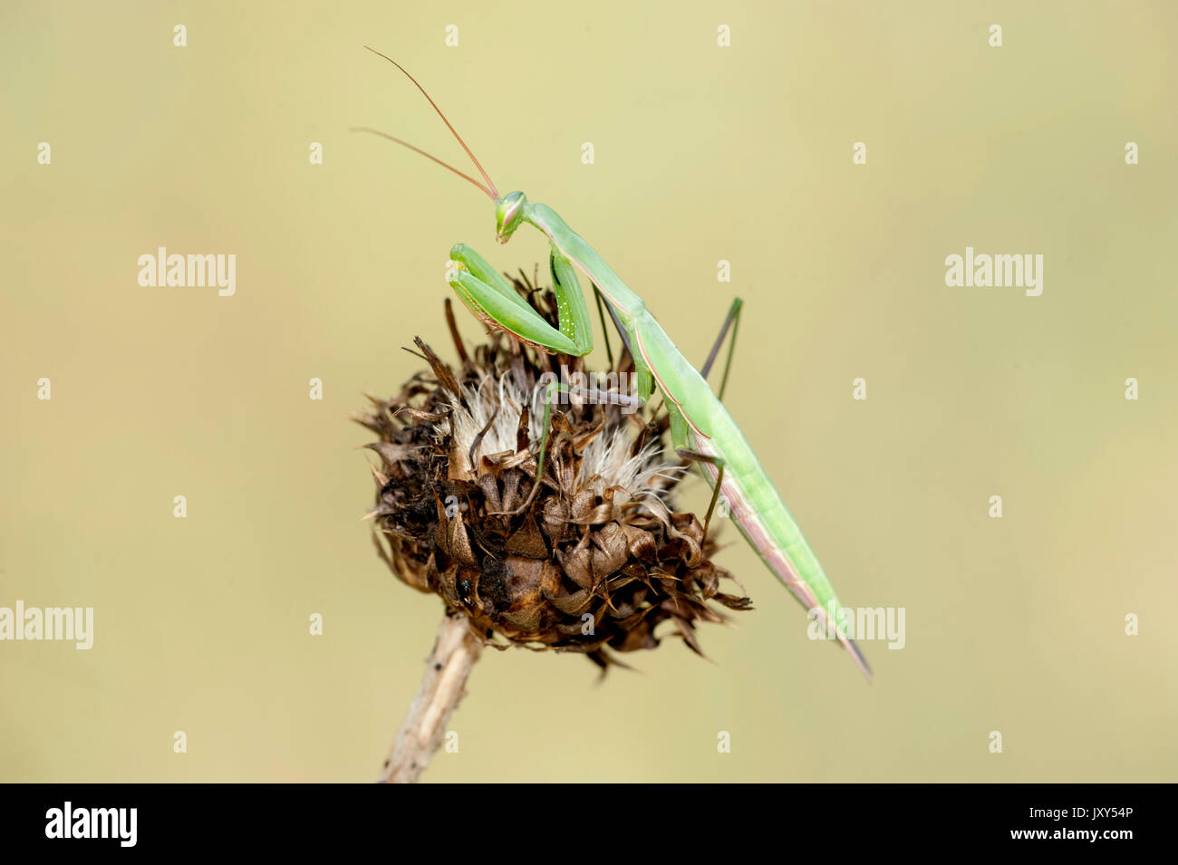 Praying Mantis, Mantis religiosa, Romania, Europe, green, on flower head Stock Photo