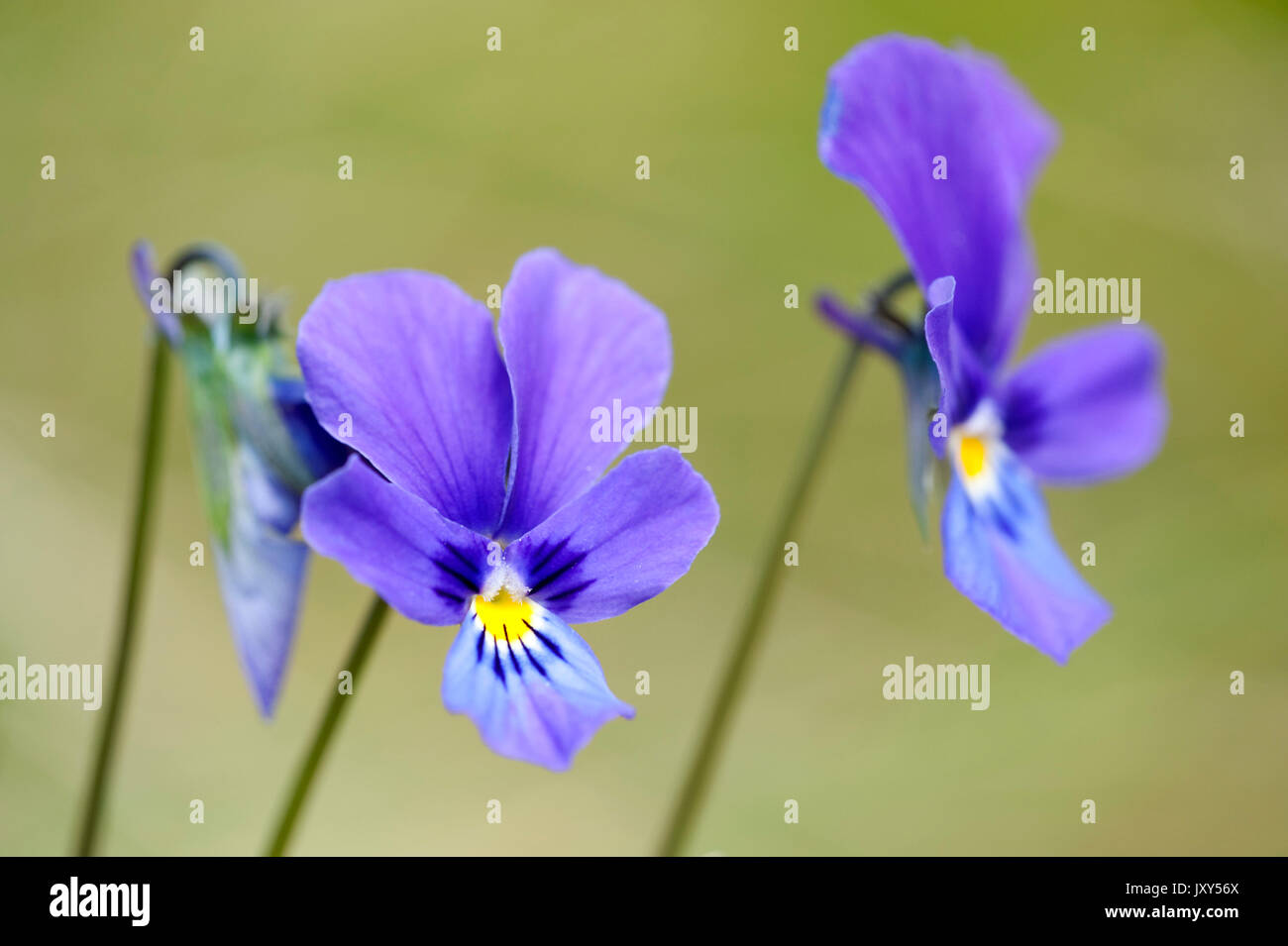 Mountain Pansy, Viola lutea, Bucegi Mountains, Romania Stock Photo