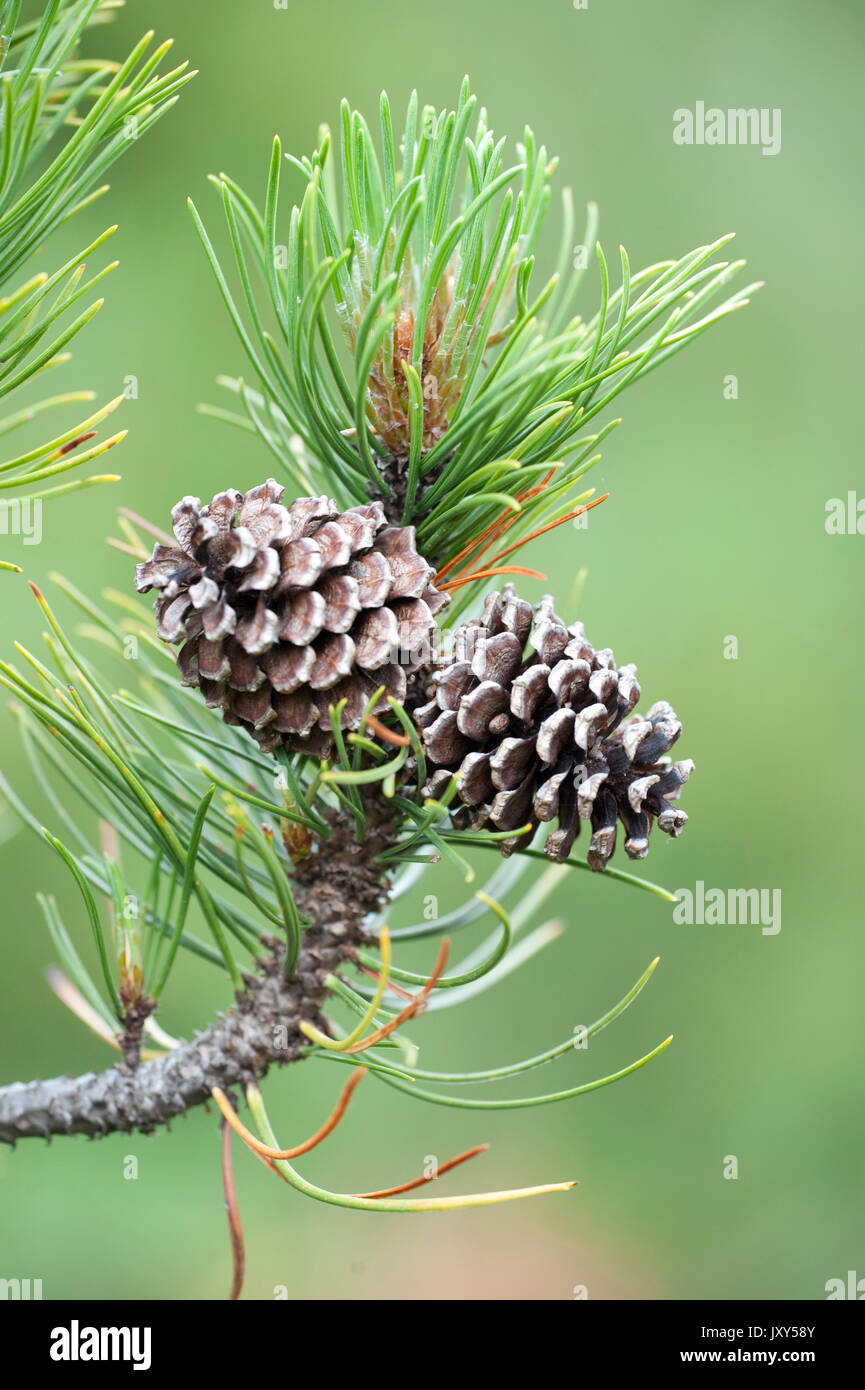 Pine Cones on Conifer Tree, Fagaras Mountains, Transylvanian Carpathians Alps, Romania, Pinophyta, also known as division Coniferophyta or Coniferae,  Stock Photo