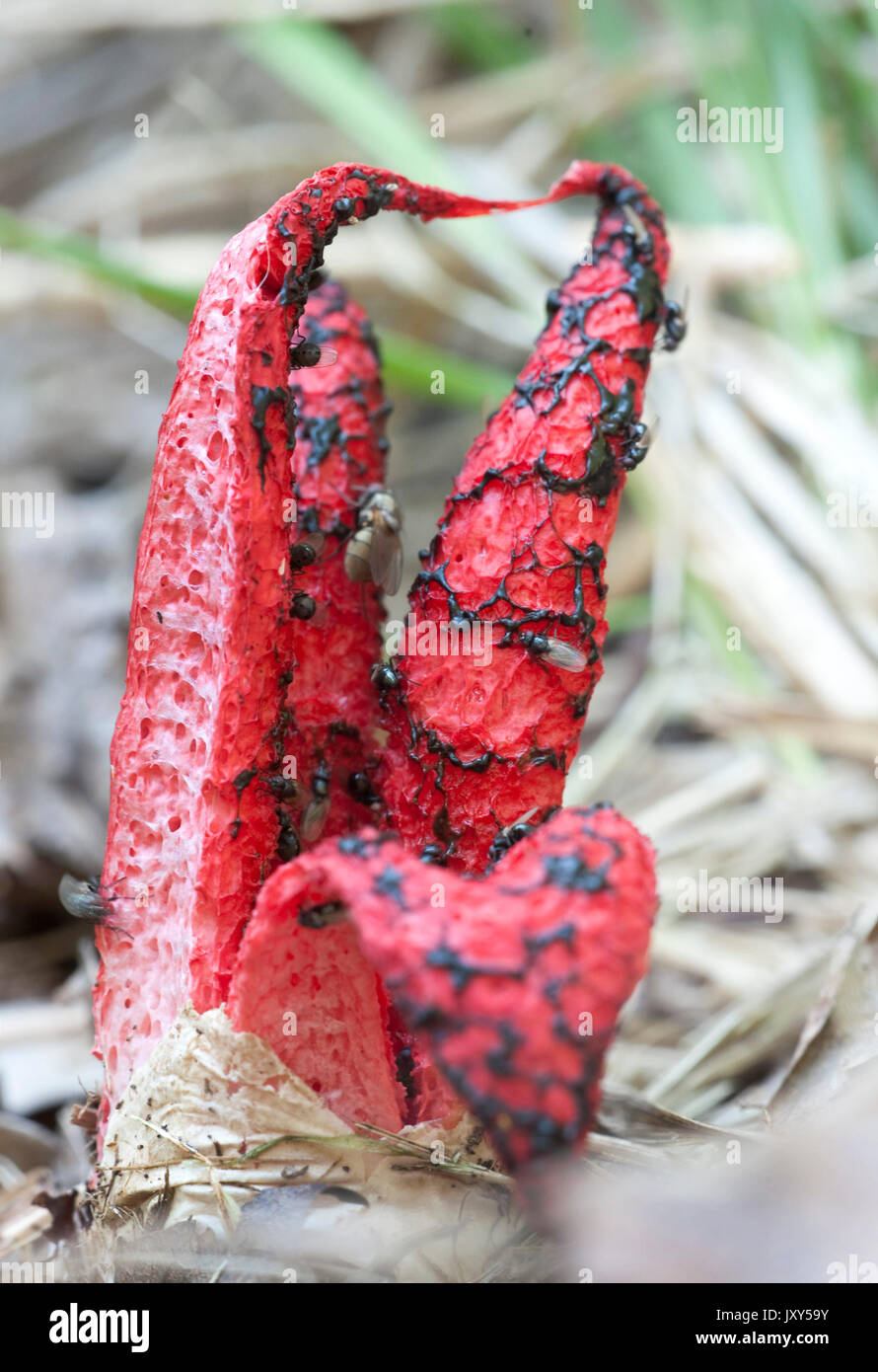 Octopus Stinkhorn, or Devil's Fingers, Fungi, Clathrus archeri, Fagaras Mountains, Transylvanian