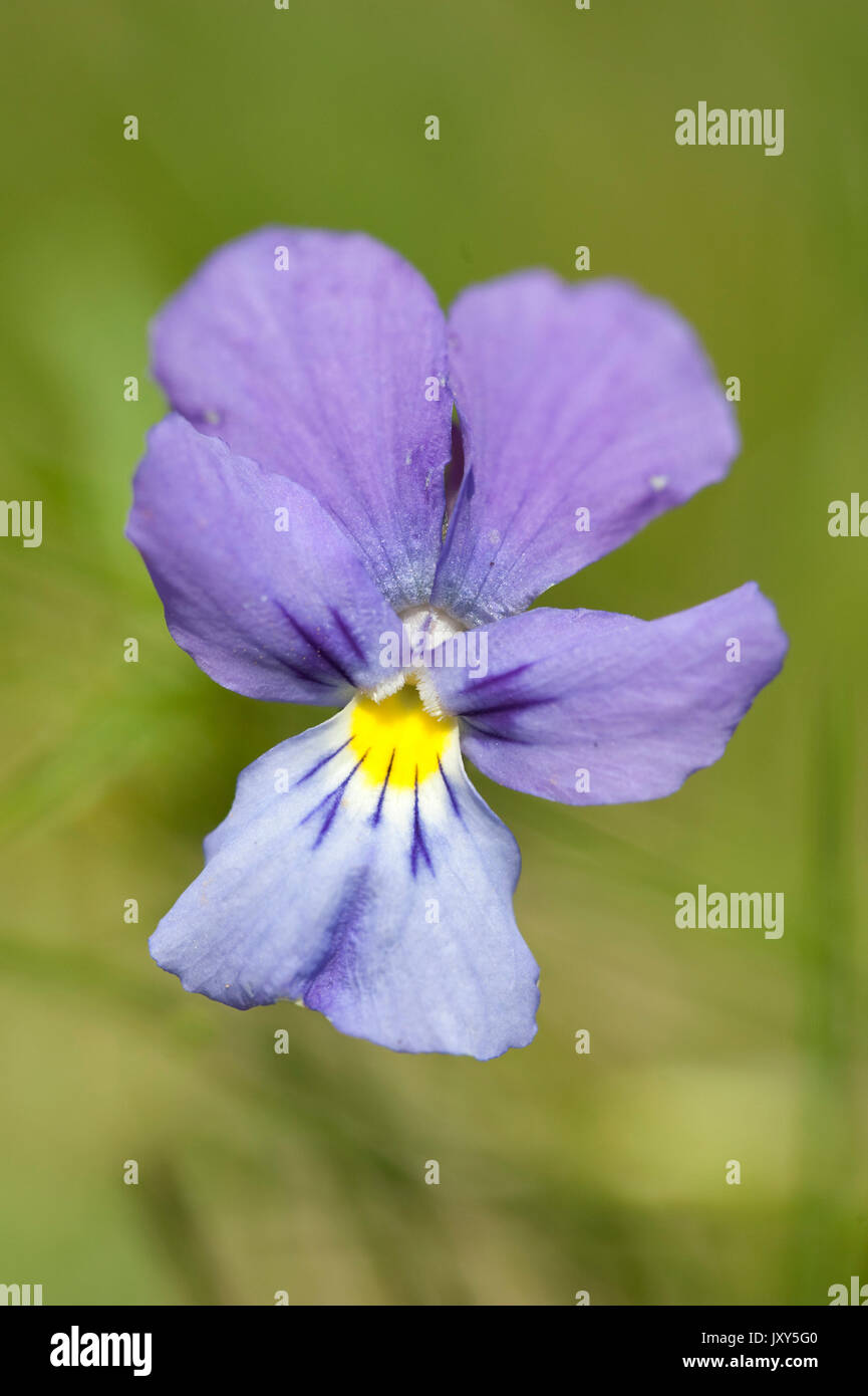 Mountain Pansy, Viola lutea, Bucegi Mountains, Romania Stock Photo