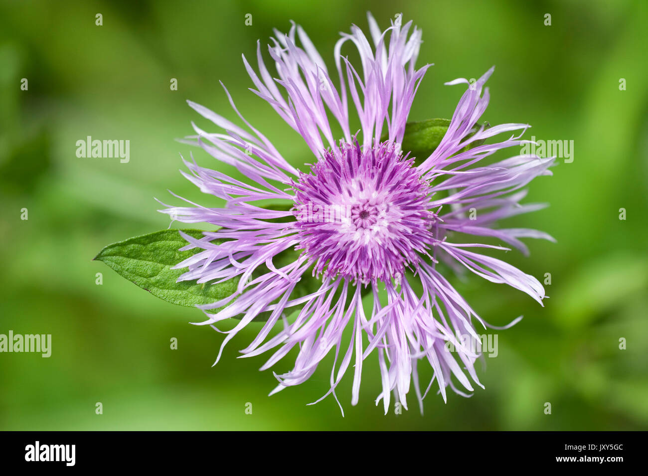 Knapweed 'John Coutts', Centaurea hypoleuca or Cornflower, Bucegi