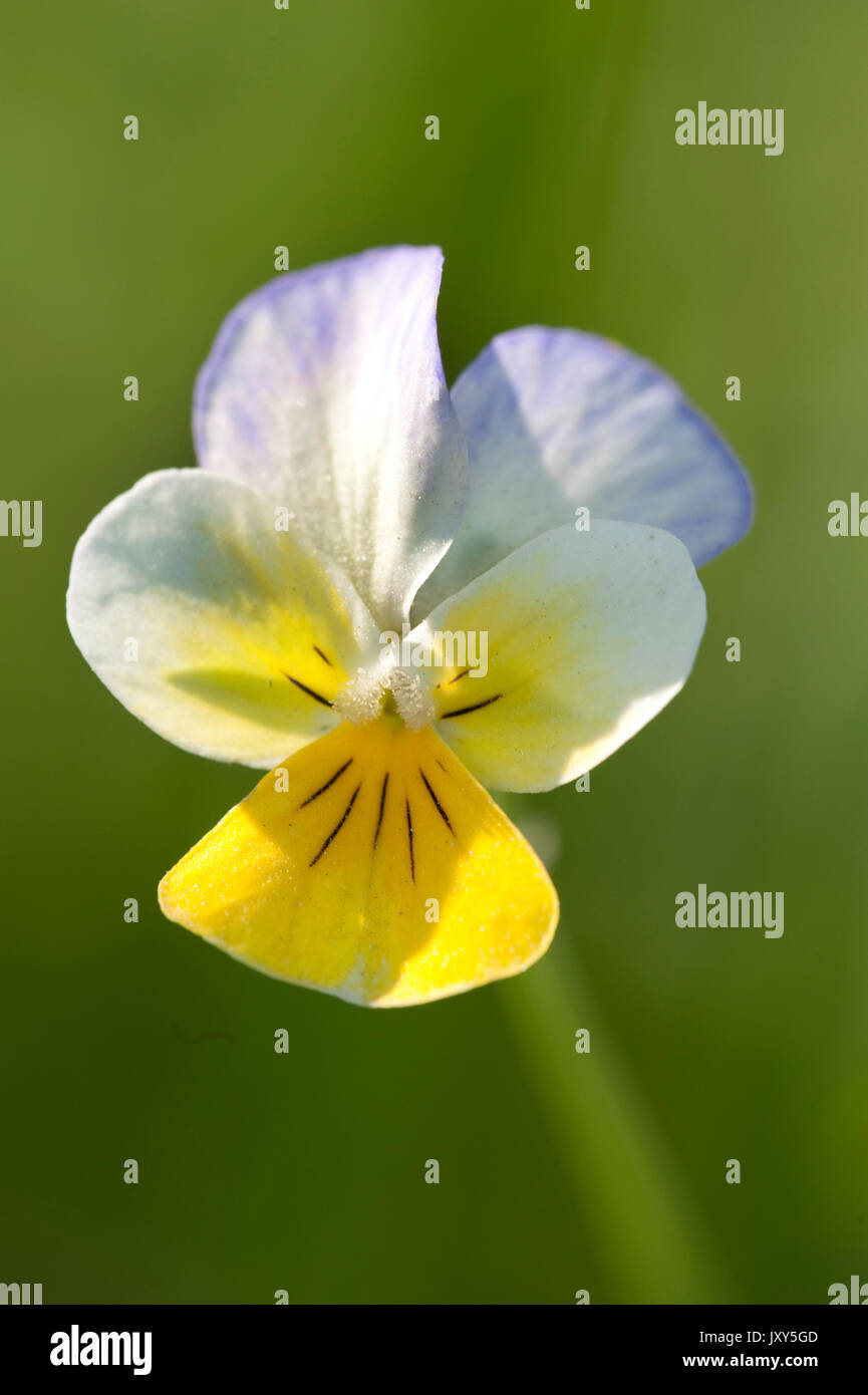 Mountain Pansy, Viola lutea, Bucegi Mountains, Romania Stock Photo