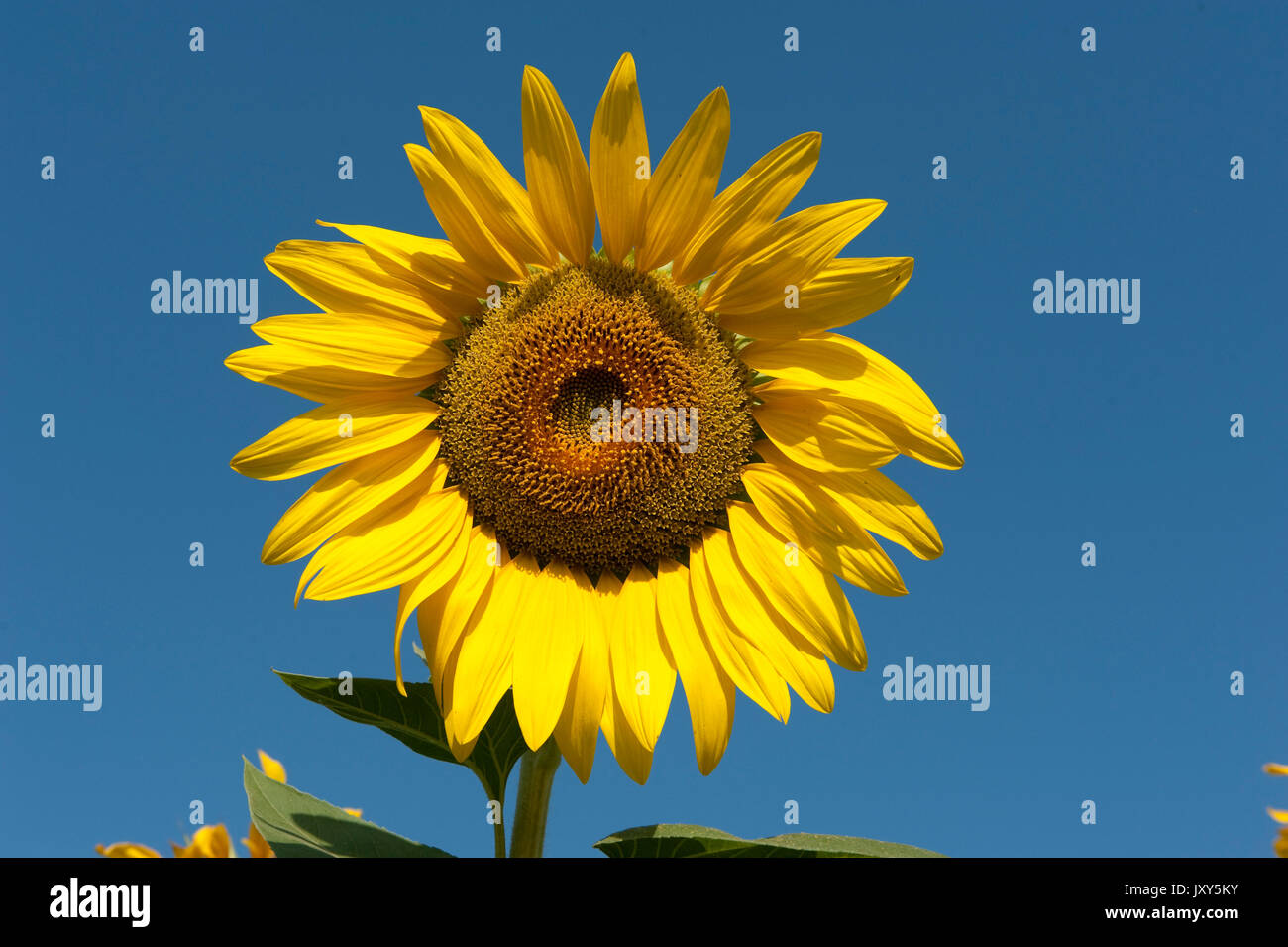 Sunflowers fields, Helianthus annuus, Romania, grown as crop, farming