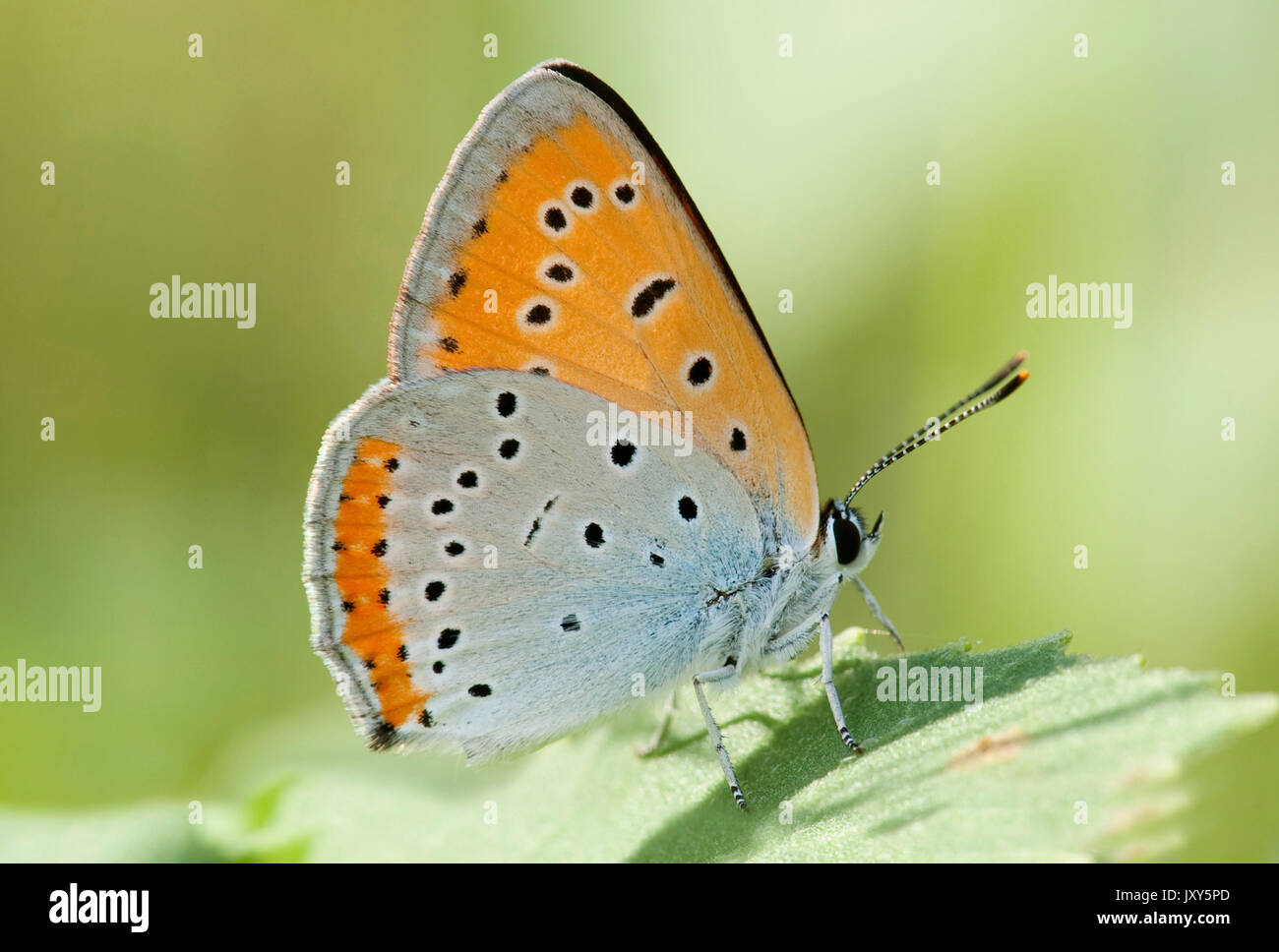 Large Copper Butterfly, Lycaena dispar, Macin sulucu valley, Ciucurova valley, Dobrogea, Romania, resting on leaf, underside of wings Stock Photo