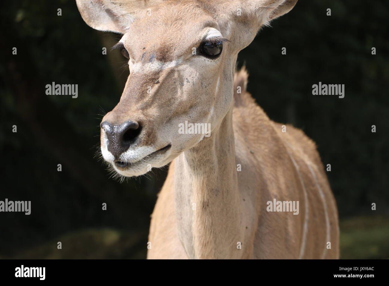 Biche hires stock photography and images Alamy