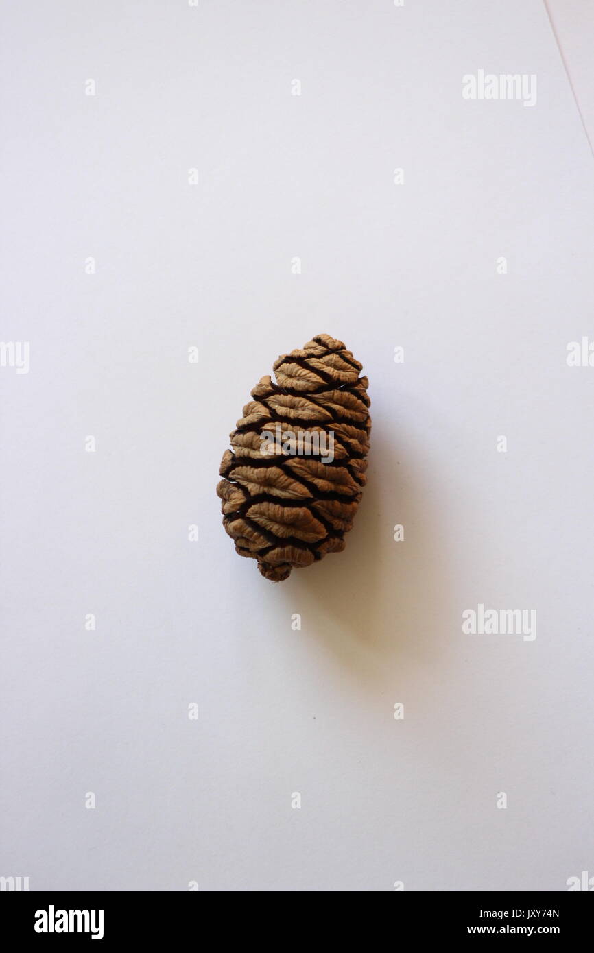 Simple sequoia pine cone place in front of a bright white background. Stock Photo