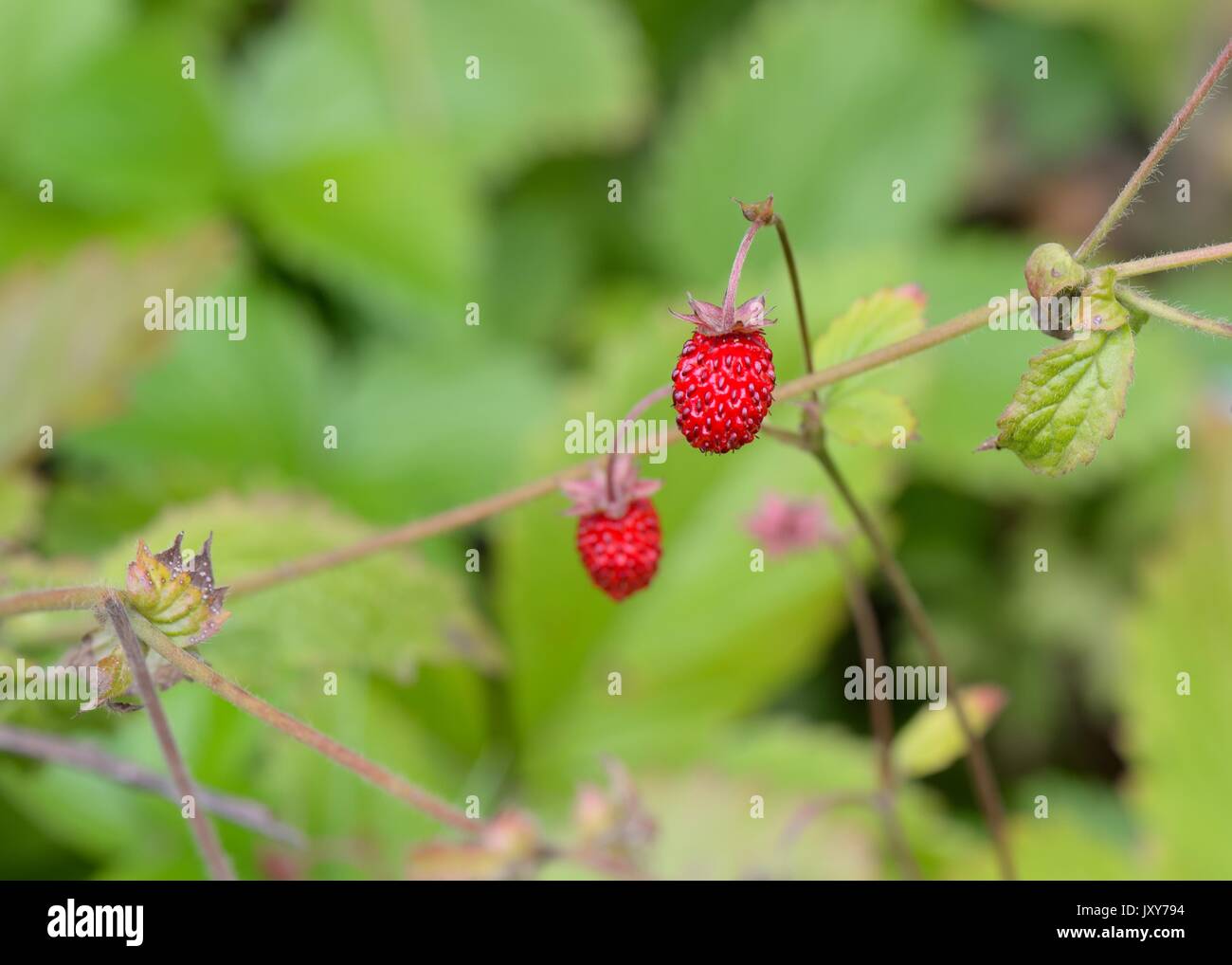 Fruit of the wild Strawberry (Fragaria vesca) growing in Scotland, UK Stock Photo