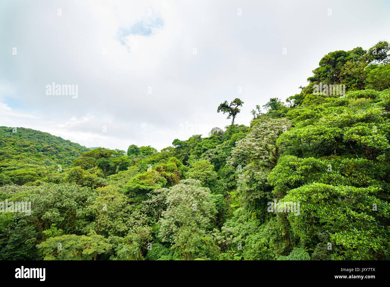 Lush trees rainforest canopy Monteverde Costa Rica Stock Photo Alamy