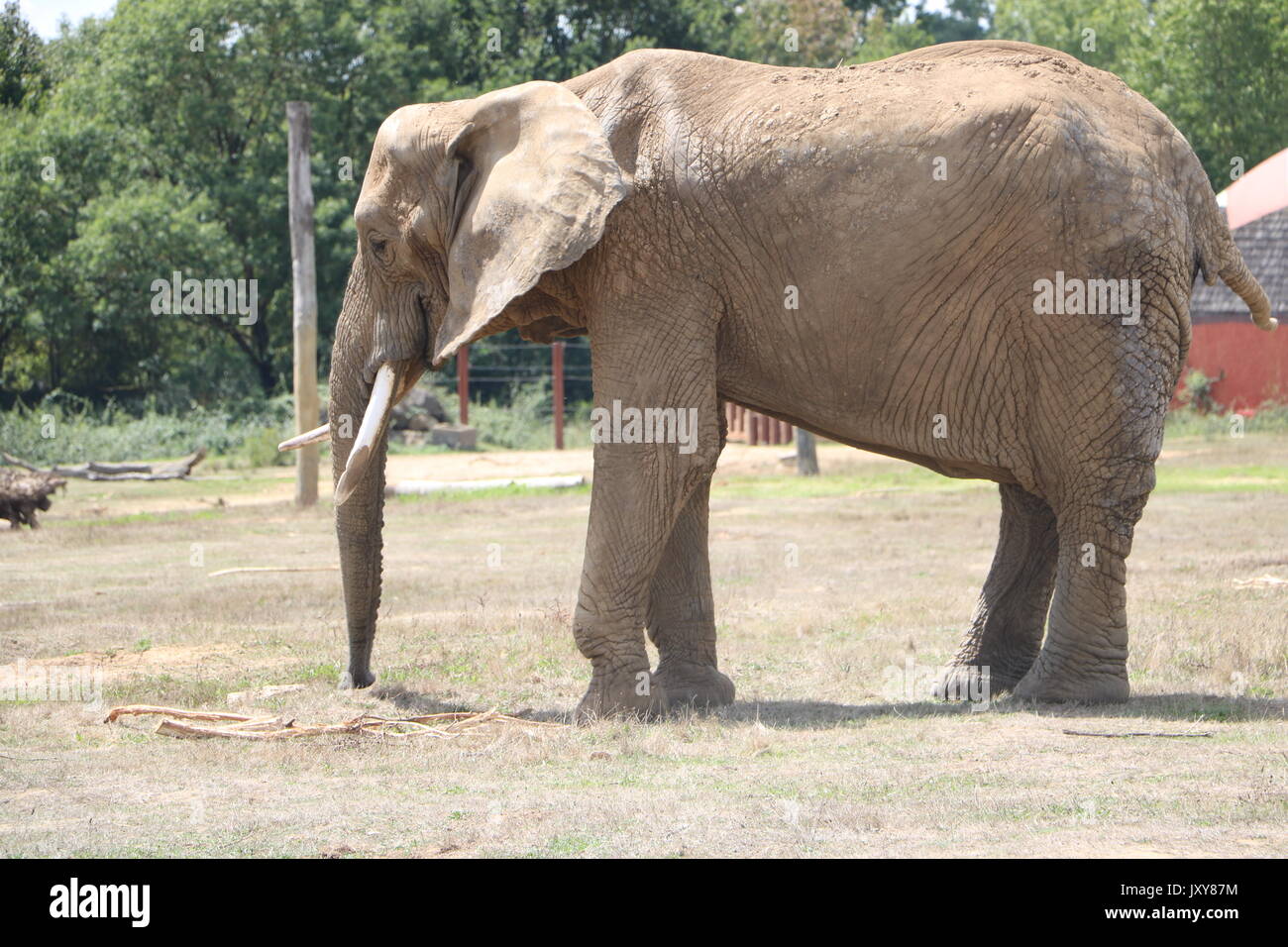 elephant Stock Photo Alamy