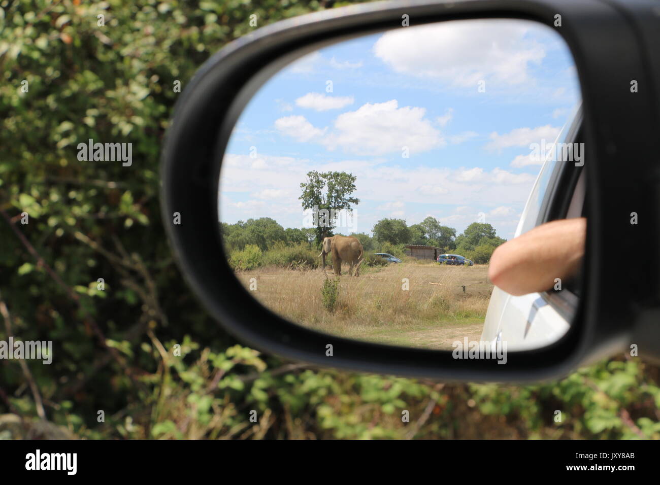 elephant in a car mirror Stock Photo