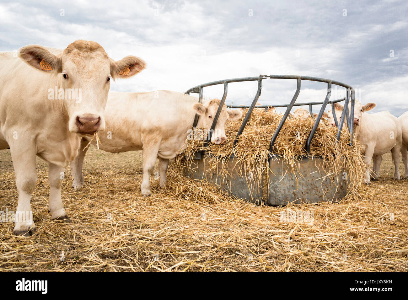 https://c8.alamy.com/comp/JXY8KN/drought-in-the-lorraine-region-charolais-cattle-eating-straw-from-JXY8KN.jpg