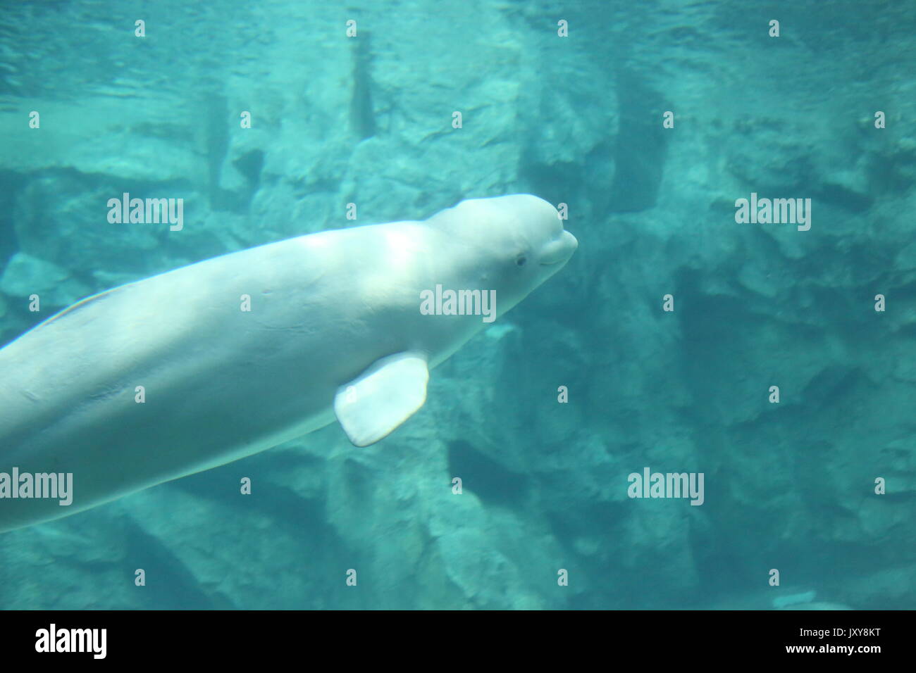 Beluga whale (Delphinapterus leucas) Stock Photo