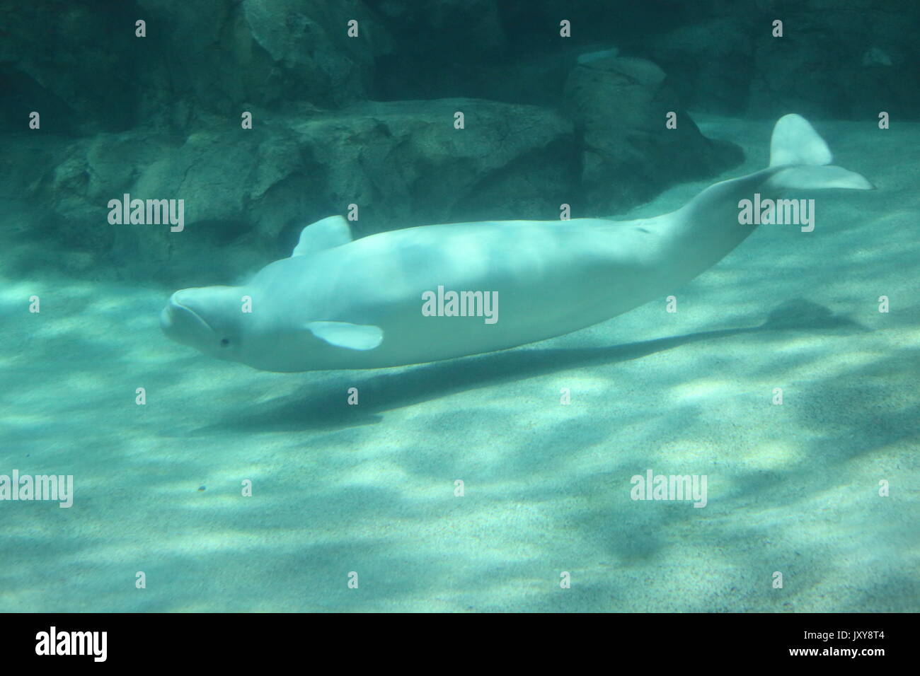 Beluga whale (Delphinapterus leucas Stock Photo - Alamy