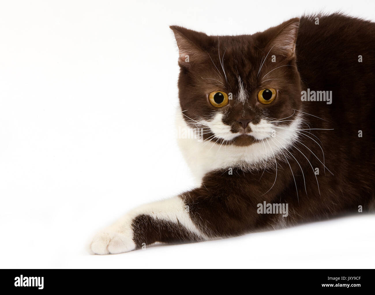 Chocolate And White British Shorthair Cat Female Against White
