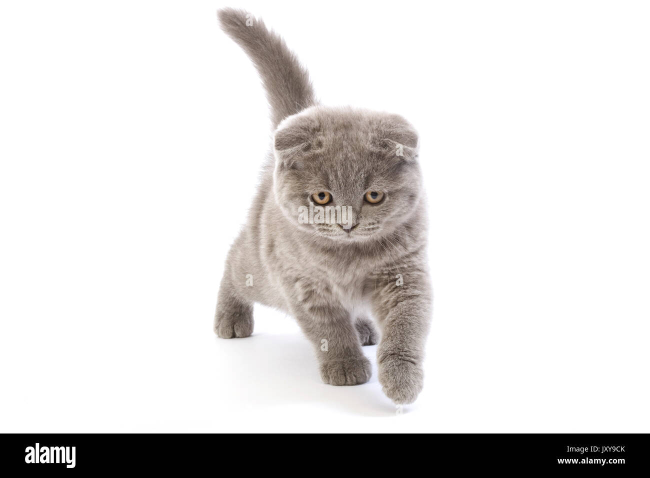 Blue Scottish Fold Cat 2 Months Old Kitten Against White