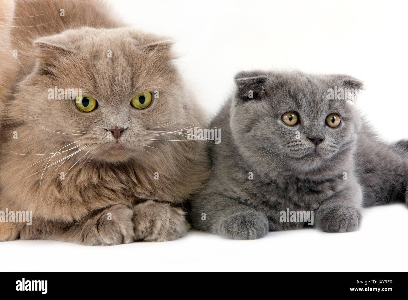 Lilac Self Highland Fold Female And Blue Scottish Fold Kitten