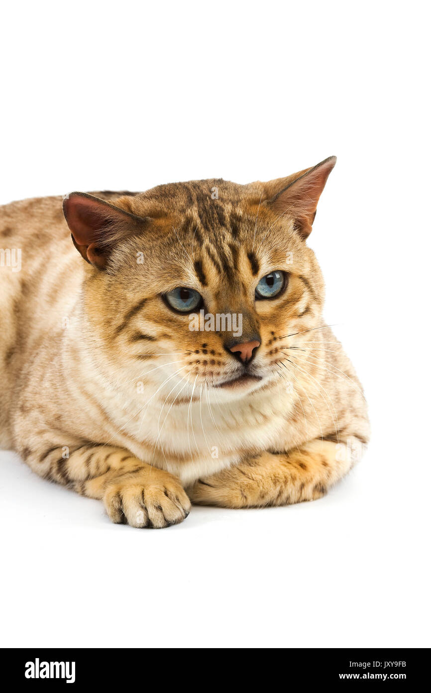 SEAL MINK TABBY BENGAL DOMESTIC CAT Stock Photo Alamy