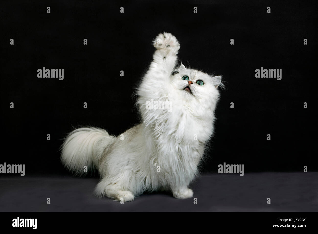 CHINCHILLA PERSIAN CAT, ADULT WITH GREEN EYES HOLDING UP IT'S PAW Stock Photo