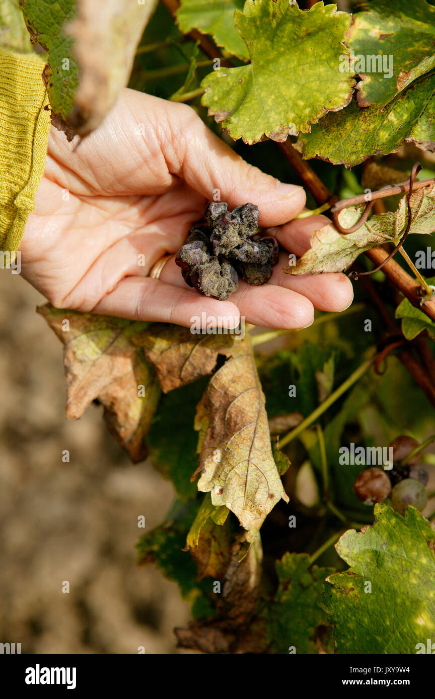 Vine stocks in the vineyard of Chateau Yquem in Sauternes. Hand holding a bunch of grapes with Botrytis Cinerea, noble rot on botrytised grapes Stock Photo