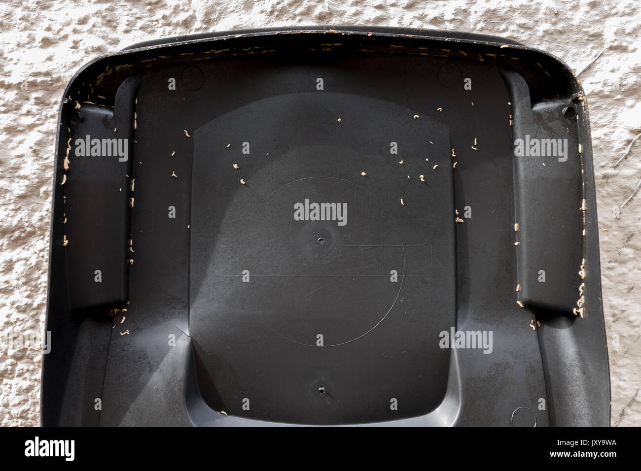 The summer problem of maggots on a food bin lid after a spell of hot