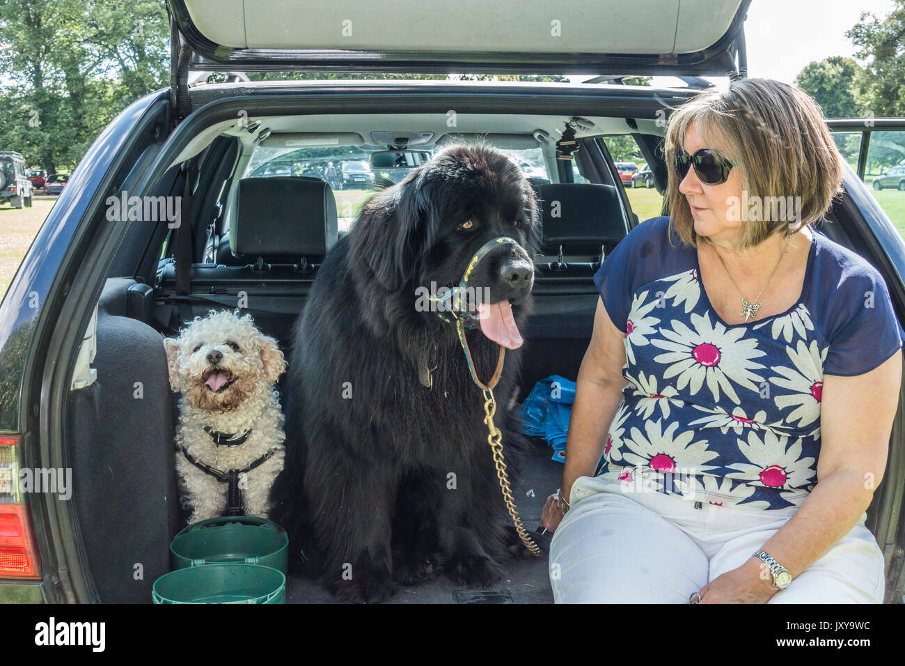 A middle aged woman dog owner sitting in the back of her estate car next to her Newfoundland and Bichon Frise dogs. England, UK. Stock Photo