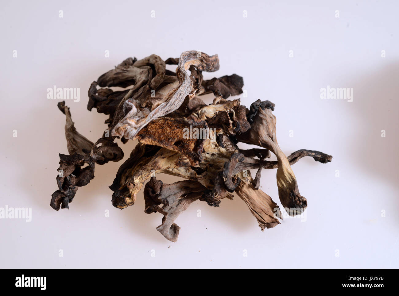 Saugues, production site of the company Borde SA, woodland mushrooms specialist. Heap of dried horns of plenty *** Local Caption *** . Stock Photo