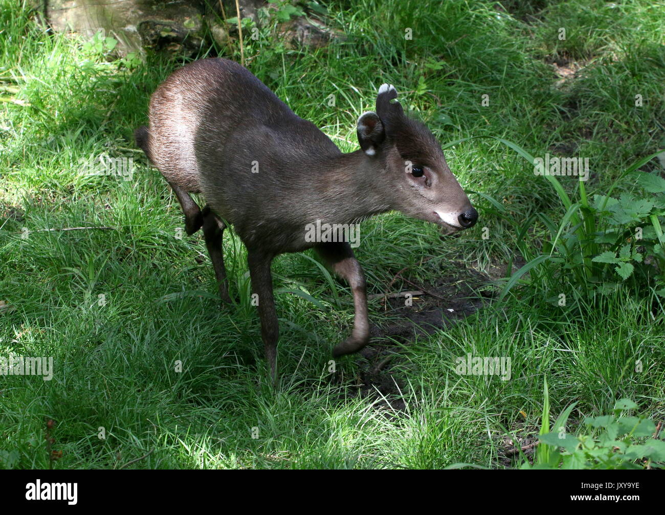 Close up of a  female Chinese Tufted Deer (laphodus cephalophus). Stock Photo