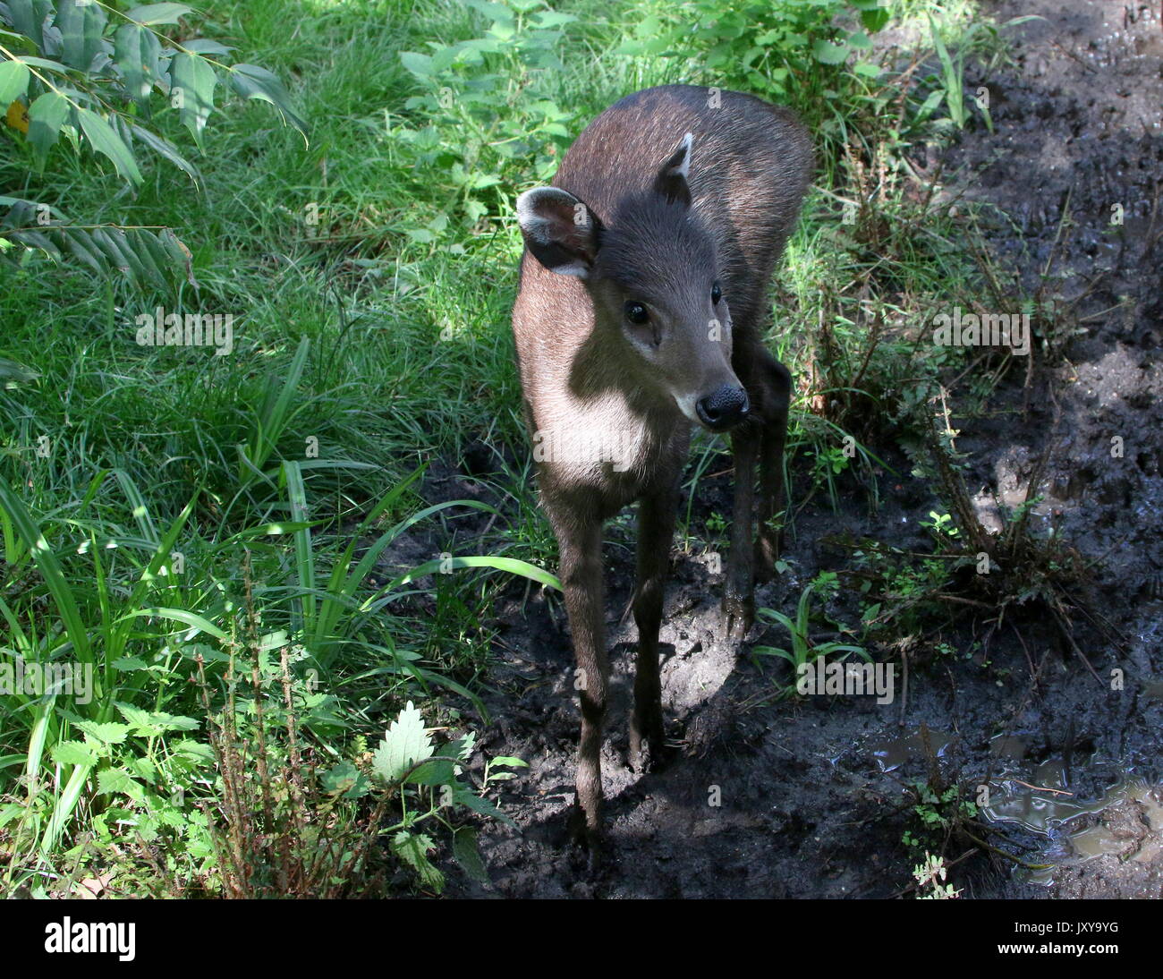 Close up of a  female Chinese Tufted Deer (laphodus cephalophus). Stock Photo