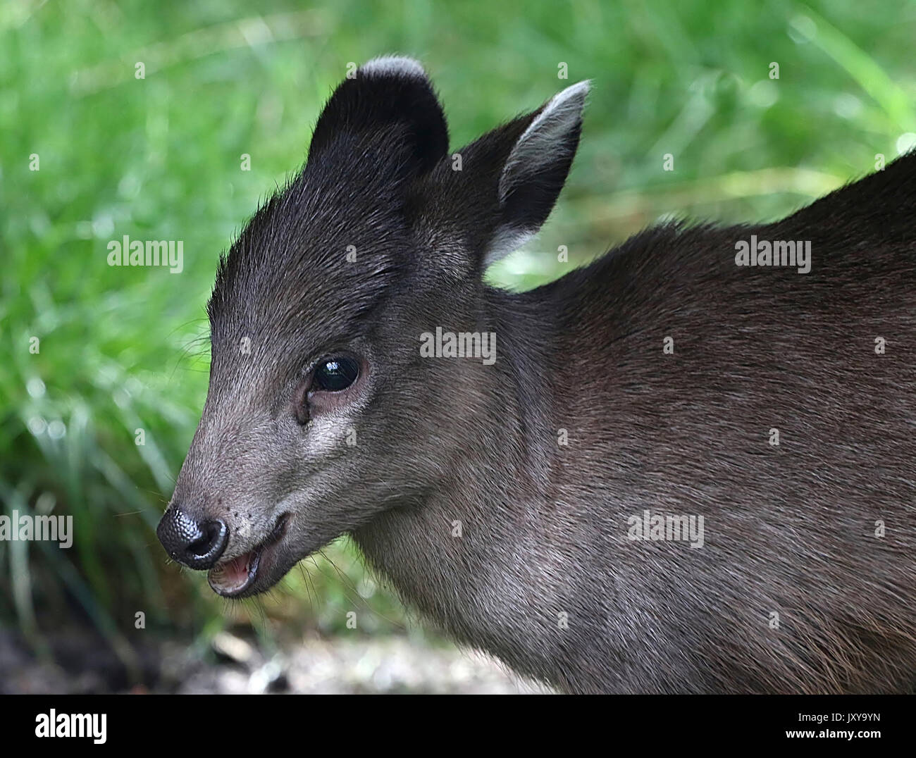 Close up of the head of a female Chinese Tufted Deer (laphodus cephalophus). Stock Photo
