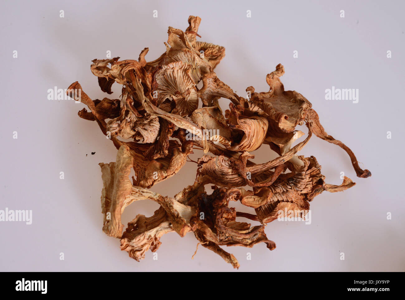 Saugues, production site of the company Borde SA, woodland mushrooms specialist. Heap of dried girolle mushrooms *** Local Caption *** . Stock Photo