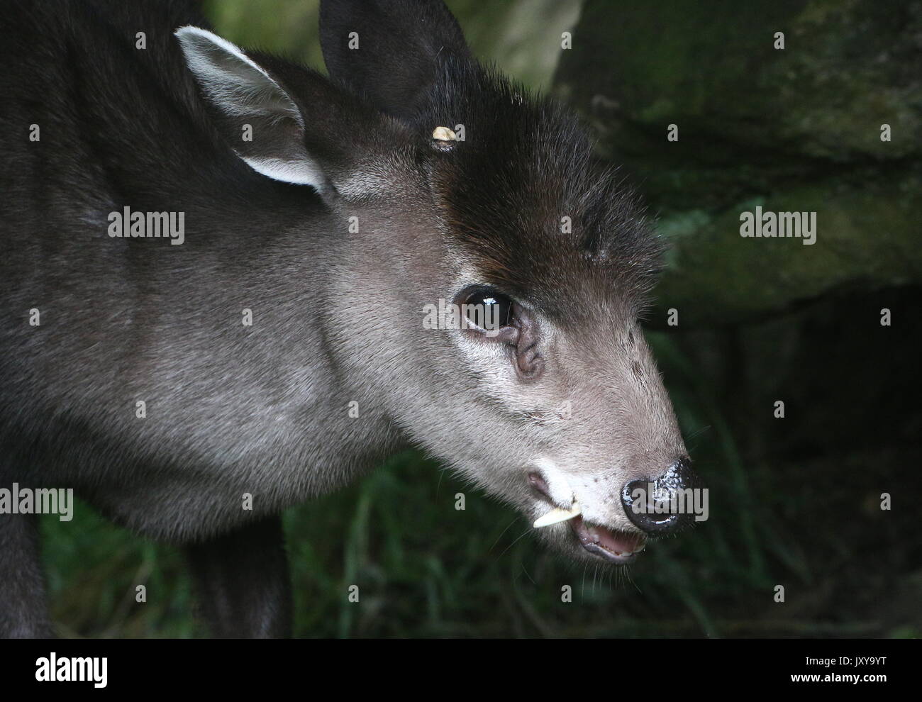 Close up of a  male Chinese Tufted Deer (laphodus cephalophus) feeding on leaves Stock Photo