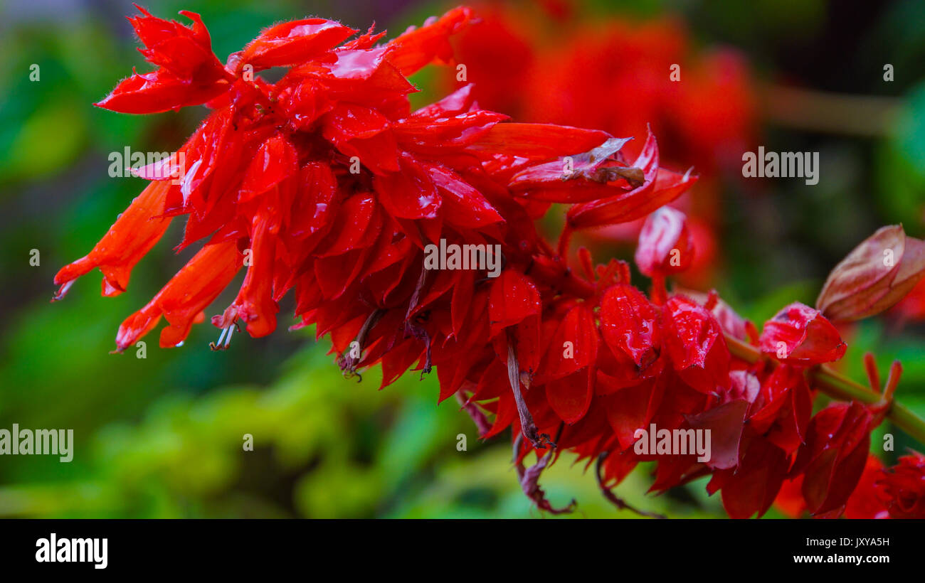 Madeira - Funchal - Jardim Botânico da Madeira - Huge red flower blooming - Lamiaceae Brasil Stock Photo