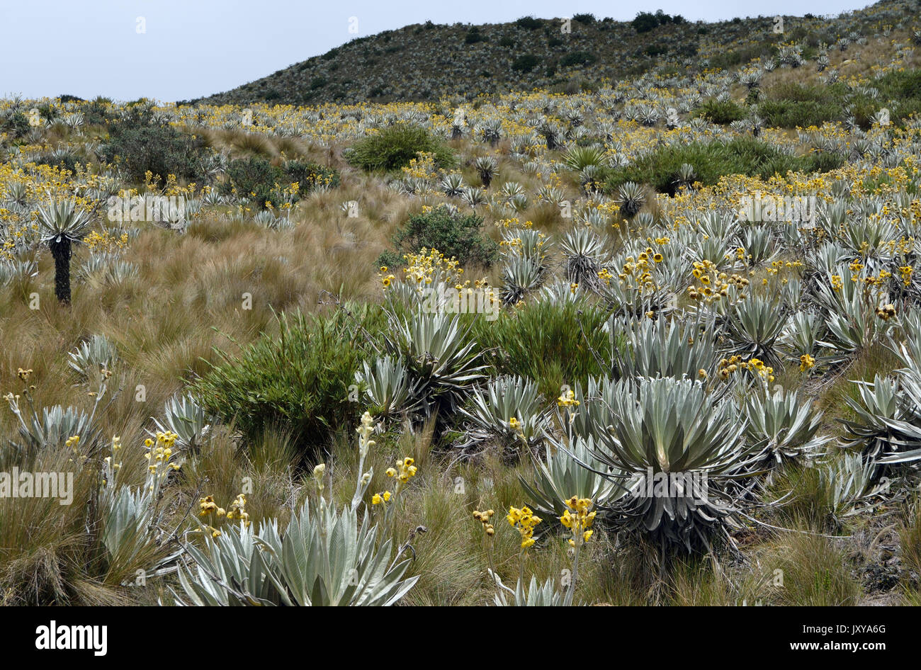 Paramo is a type of alpine tundra vegetation confined to the tropics. The example here is in the Chingaza National Park in the Colombian Andes. Stock Photo