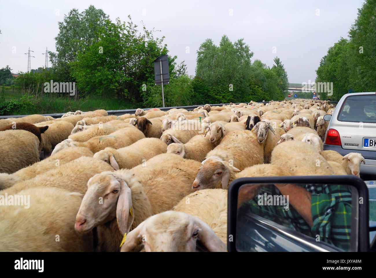 Cadoneghe, Italy. Transhumance of a sheep flock,  from plains to mountains. A transhumant flock of sheep, on its way to the mountain pasture-lands. Stock Photo