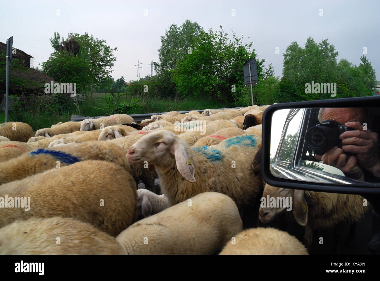 Cadoneghe, Italy. Transhumance of a sheep flock,  from plains to mountains. A transhumant flock of sheep, on its way to the mountain pasture-lands. Stock Photo