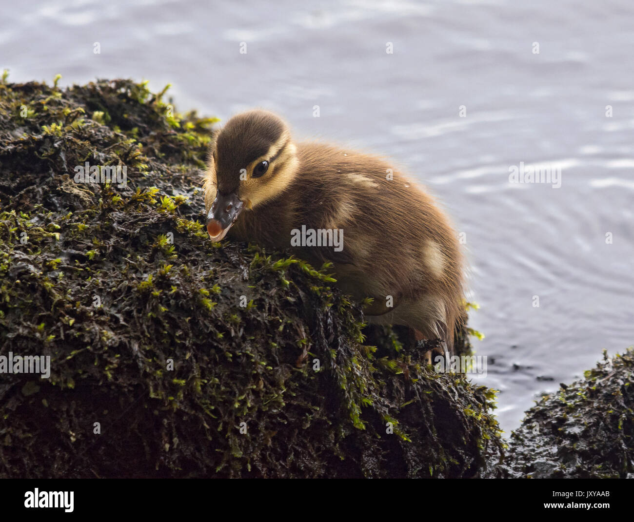 mandarin duckling, Aix galericulata, climbing out of water, Loch Lomond, UK Stock Photo