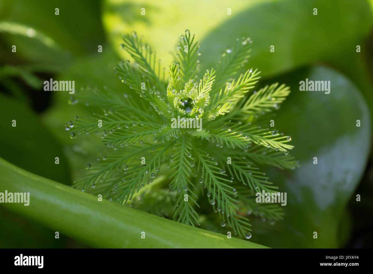 Droplets of water on delicate looking foliage of a pond plant. Stock Photo
