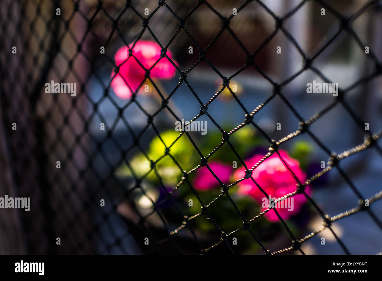 Closeup of pink pelargonium geranium flowerpot in sunset light outside behind mesh fence Stock Photo