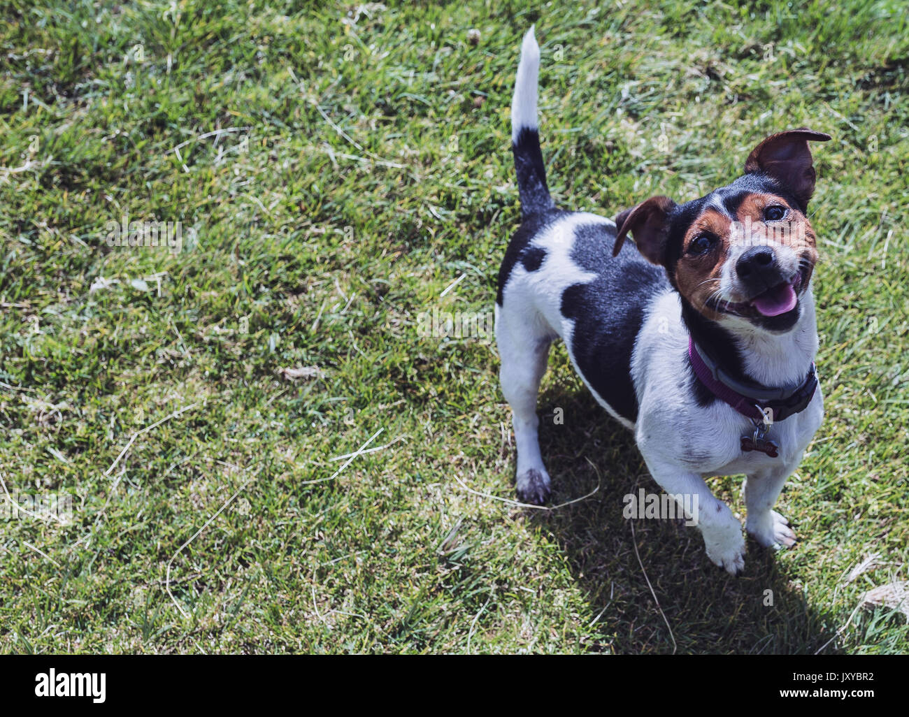 black and white dog in the meadow Stock Photo - Alamy