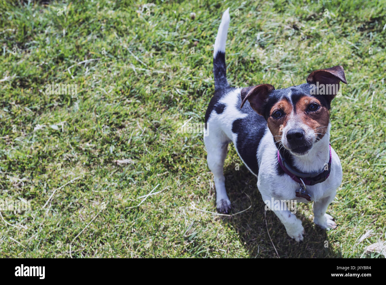 black and white dog in the meadow Stock Photo - Alamy