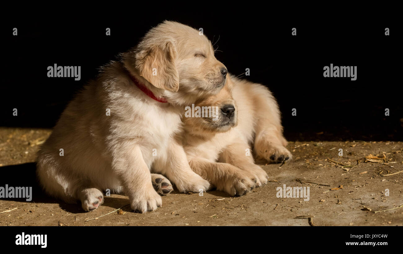Sleepy Golden retriever puppies Stock Photo